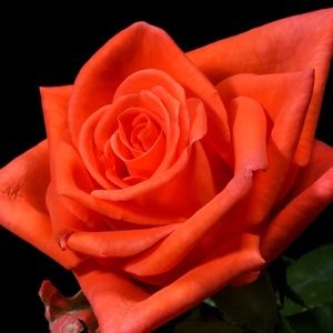 Meet your Posher, Sammi